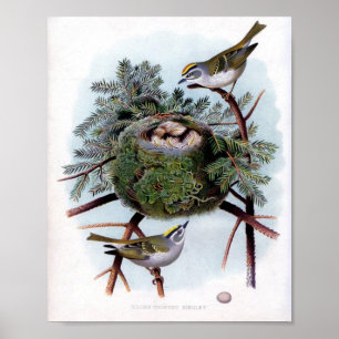 Póster Kinglet coroado ouro