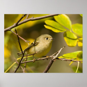 Poster Kinglet Rubi-coroado