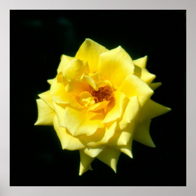 Poster King's Ransom, rosa de chá híbrido (Frente)