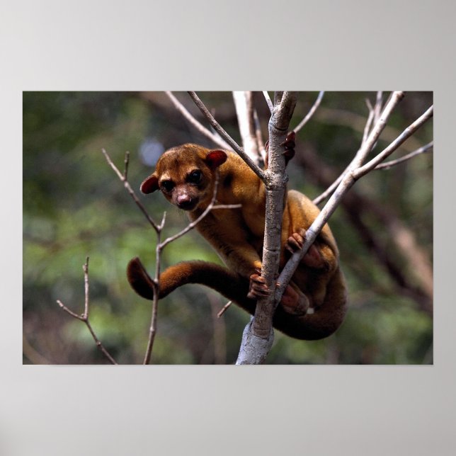 Póster Kinkajou (Potos flavus) (Frente)