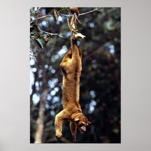 Póster Kinkajou (Potos flavus)