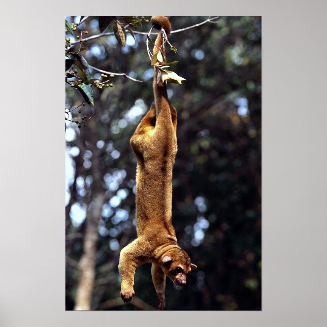 Póster Kinkajou (Potos flavus) (Frente)