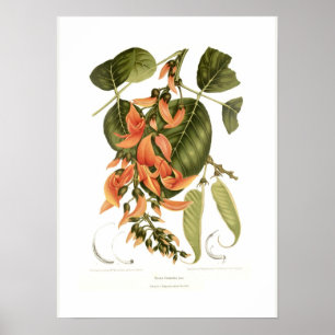 Póster Kino de Bengal