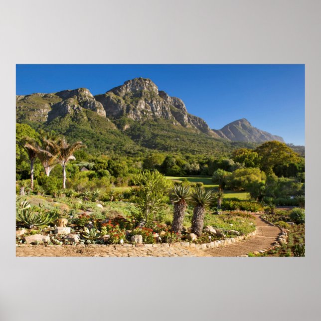Póster Kirstenbosch Botanic Gardens, Cidade do Cabo (Frente)