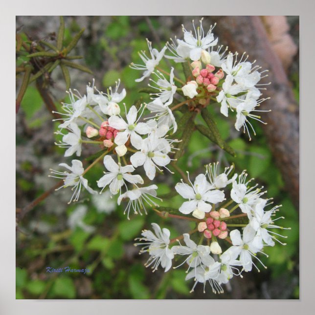 Poster Kirsti Harmaja (Frente)