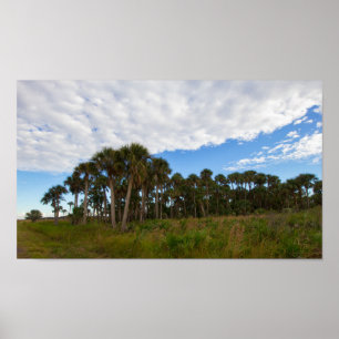Póster Kissimmee Prairie Hammock, Florida