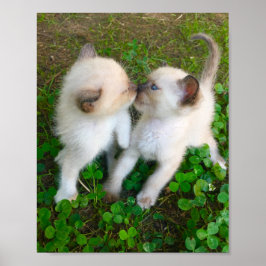 Poster kissing kittens