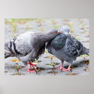 Póster Kissing pigeons