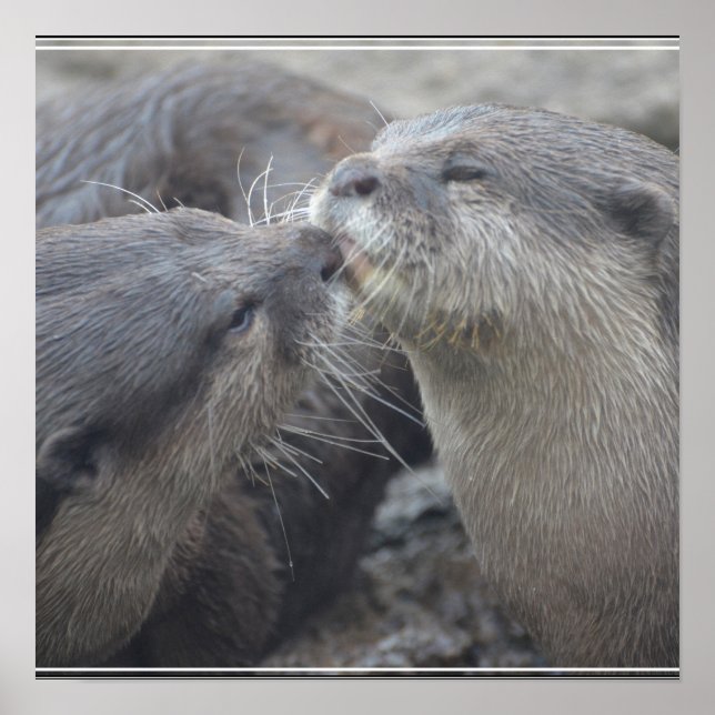 Póster Kissing River Otters (Frente)