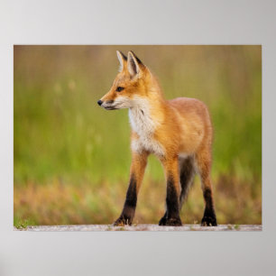 Poster Kit de Raposa Vermelha