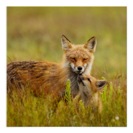 Póster Kit de Raposa Vermelha olhando para Momma Vixen