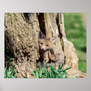 Poster Kit Fox 20x16 no Vale do Hudson