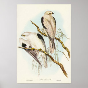 Poster Kite de ombros negros por Elizabeth Gould