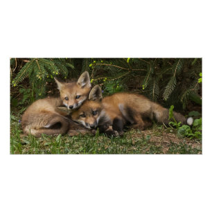 Póster Kits De Raposa De Corte