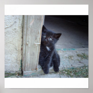 Poster Kitten