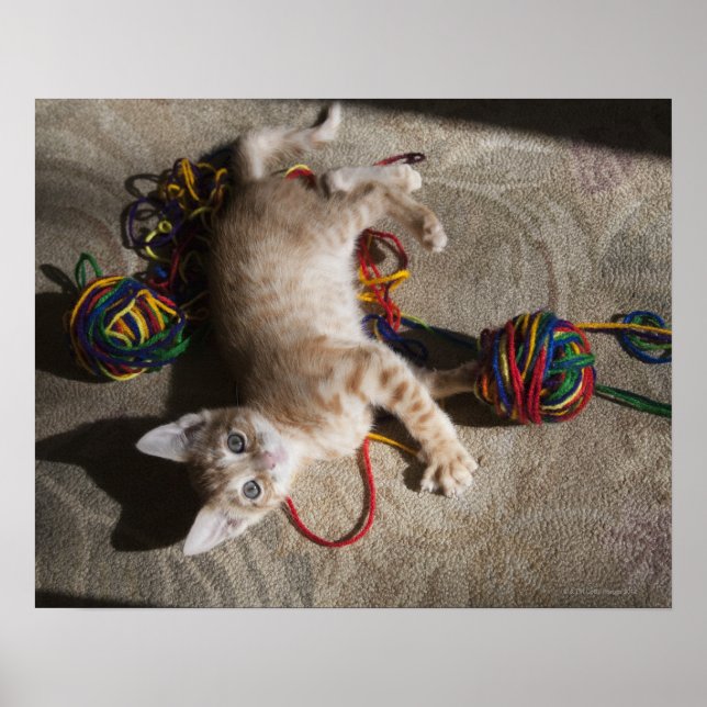 Poster Kitten Brincando Com Yarn (Frente)