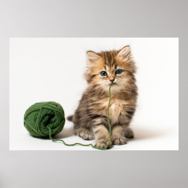 Póster Kitten com Yarn Verde (Frente)