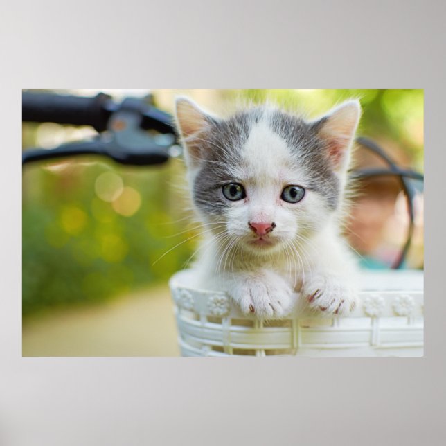 Poster Kitten Dirige Uma Bike (Frente)