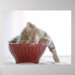 Poster Kitten Dormindo em Bowl