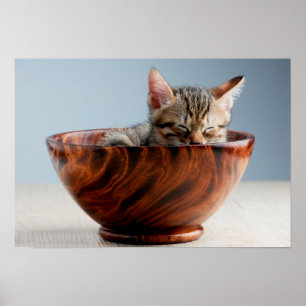 Póster Kitten dormindo em uma tigela