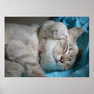 Poster Kitten e mãe