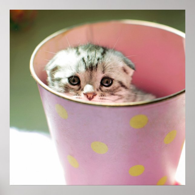 Póster Kitten Hiding (Frente)