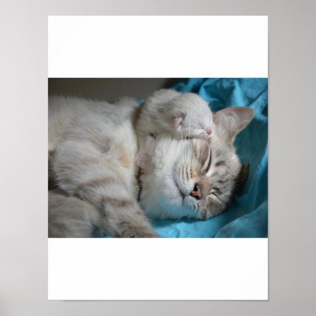 Poster Kitten Love (Frente)