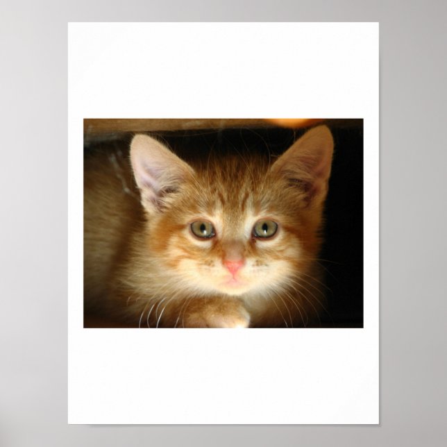 Poster Kitten Love (Frente)