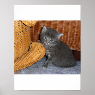 Poster Kitten Love
