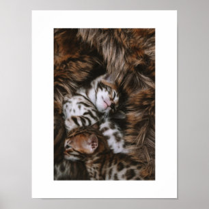 Poster Kitten Love