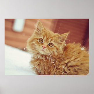 Póster Kitten na neve
