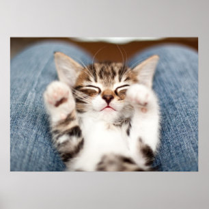 Poster Kitten No Meu Lap