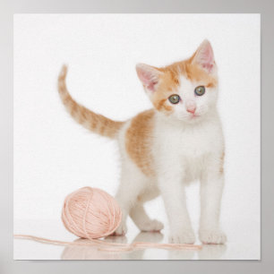 Poster Kitten Próximo A Bola De Corda
