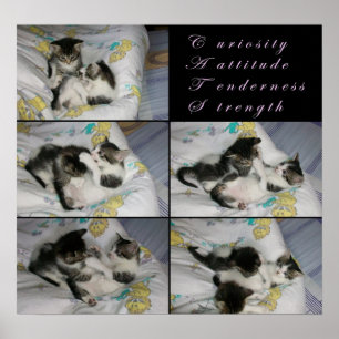 Póster Kittens at Play