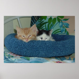 Póster Kittens no Amor