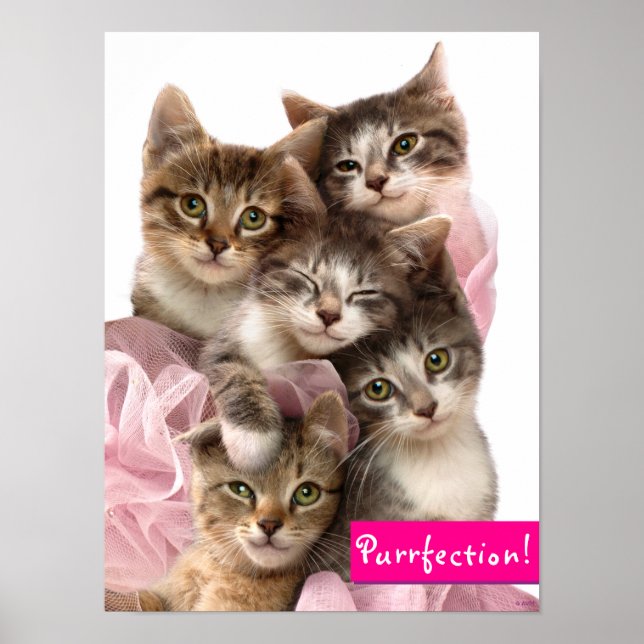 Poster Kittens no Tutus (Frente)