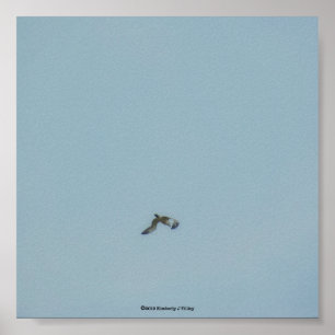 Poster Kittiwake de pernas pretas