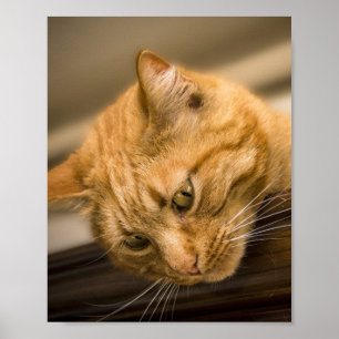 POSTER KITTY CAT