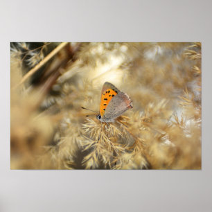 Poster Kleiner Feuerfalter