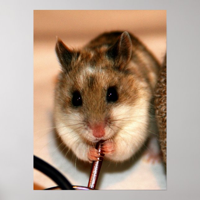 Poster Knaw (Frente)