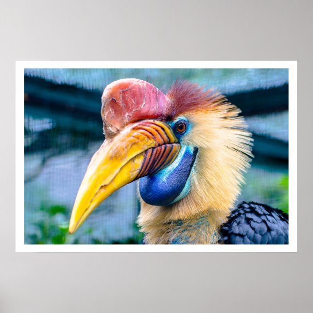 Póster Knobbed Hornbill (Frente)
