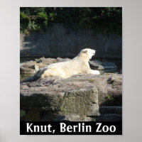 Knut, o Urso Polar do Jardim Zoológico de Berlim
