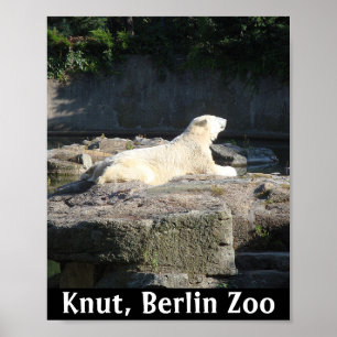 Poster Knut, o Urso Polar do Jardim Zoológico de Berlim