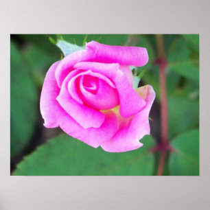 Poster KO dobro (rosa)