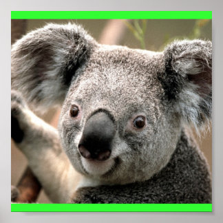 Poster Koala