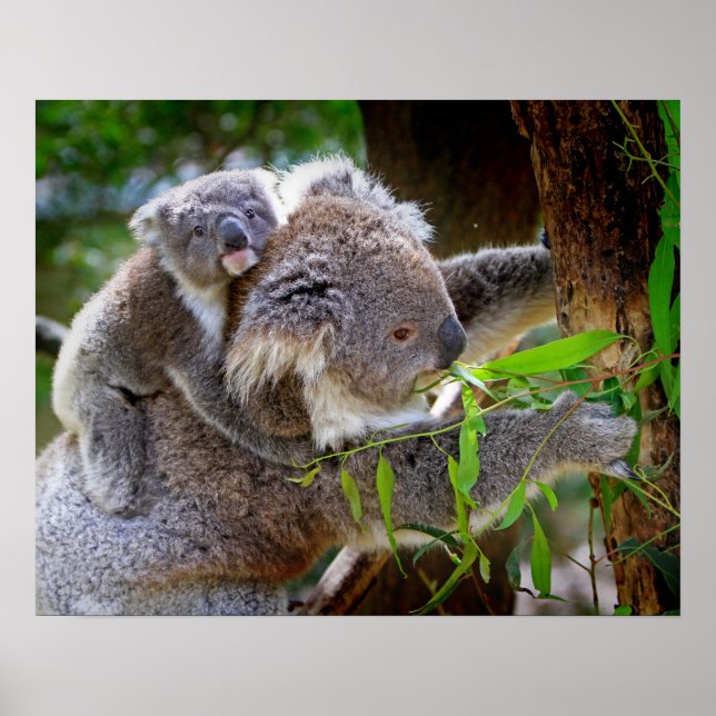 Póster Koala (Frente)