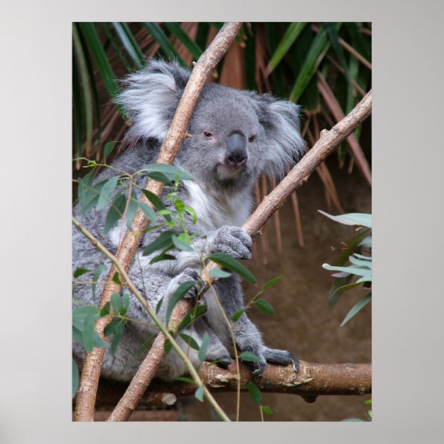 Poster Koala 14 (Frente)