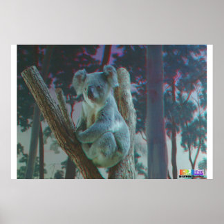 Póster Koala 3D Anaglyph