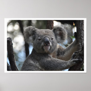 Poster Koala Bear em árvore