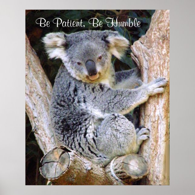 Póster Koala Bears_Poster (Frente)